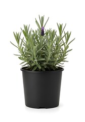 Lavender Plant in Black Pot Isolated on White Background Fresh Green Herb for Gardening and Home Decoration