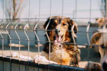 In a shelter, a playful and adorable dog peers through a fence, eagerly hoping for a loving and...