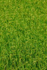 green rice field in daylight