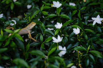 a brown small reptile lizard lay on green leaf of branch with blurred small white flower at foreground,
shot with very narrow focusing on only his eye and head
