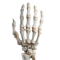 Human hand skeleton bones isolated on a transparent background