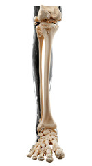 Human Leg Bones and Knee Joint isolated on a transparent background