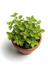 Fototapeta premium Fresh green oregano plant in terracotta pot isolated on white background healthy herb for cooking and gardening concept