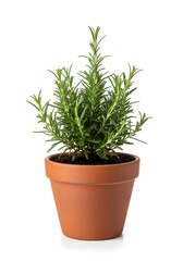 Obraz premium Fresh green rosemary plant in terracotta pot isolated on white background for cooking and gardening concept