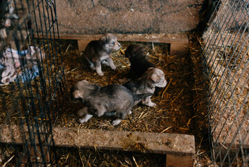Adorable little puppies joyfully exploring the rustic barn environment filled with soft hay and...