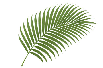 Obraz premium Vibrant green palm leaf rendered in high-detail 3d, floating against transparent background, highlighting natural tropical textures