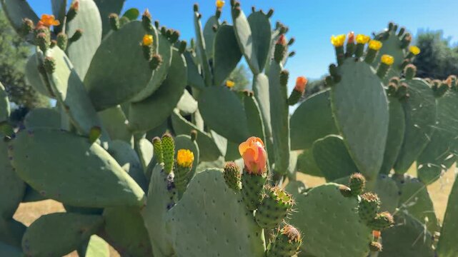 Close-up video of blooming cacti in Apulia or Sicily, under bright summer sun. Vibrant petals, rustic charm, and wild southern Italian landscapes