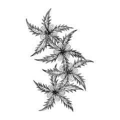 Fototapeta premium cannabis leaf isolated on white