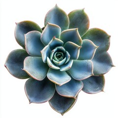 Close-up of a succulent plant isolated on a white background, capturing the delicate features and beauty of the plant in real photography, Generative AI