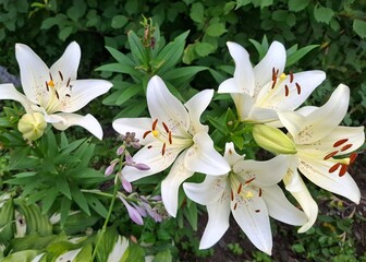 white lily, perennial flowering plant, herbaceous plant