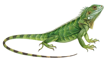 Obraz premium iguana, green iguana isolated on transparent background