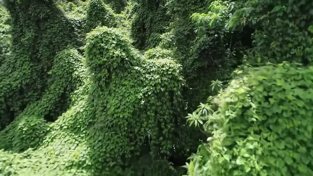 Verdant Overgrowth Nature Scene With Lush Green Vegetation