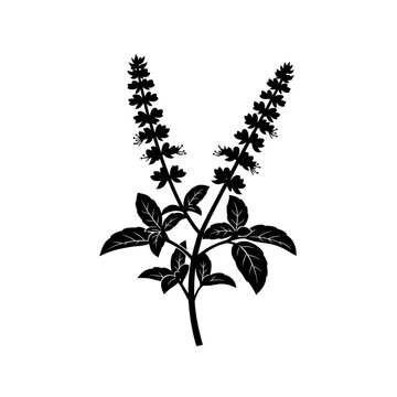 black basil plant on white background clip art preview