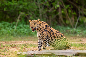 wild indian dominant male leopard or panther or panthera pardus sitting pose in natural monsoon season green background with eye contact near waterhole during safari at forest of central india