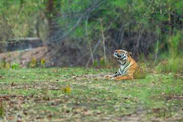 wild bengal tiger or panthera tigris at bandhavgarh National Park Forest Reserve madhya predesh India. sub adult male eyes looking up in sky in natural scenic green background in summer season safari