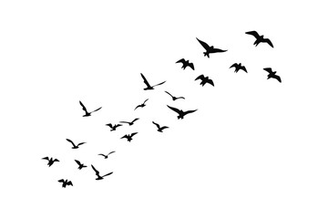 A flock of birds silhouetted against a dark sky