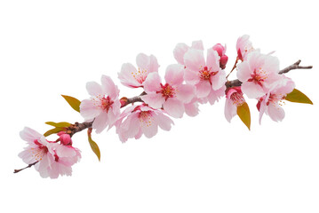 Beautiful sakura flowers isolated on white
