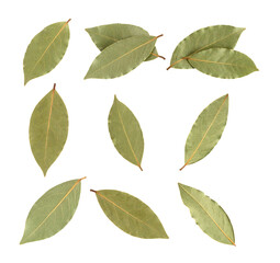 Fototapeta premium Set of bay leaves for seasoning on transparent background