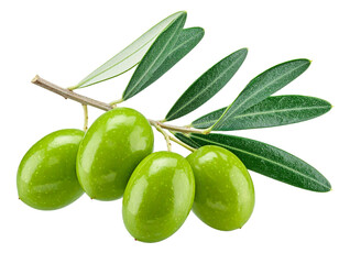 Obraz premium Green olives branch with leaves on transparent background
