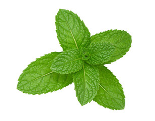 Mint sprig with vibrant green leaves on transparent background