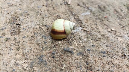 A snail walking on the ground.