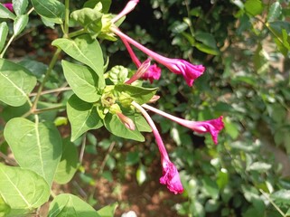 Close-up of four o'clock red flower (Mirabilis jalapa) in the garden