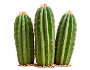  Desert Giants Trio – Tall Green Cacti on Transparent Background PNG