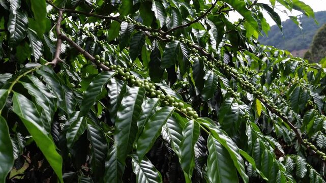 Unprocessed organic coffee berries - Chanchamayo region, Peru Unprocessed organic coffee berries - Perene District, Chanchamayo, Junin, Peru brew