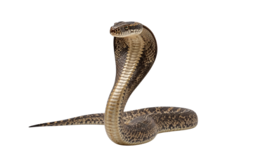 Majestic cobra poised its patterned hood flared in a captivating display a symbol of primal on transparent background