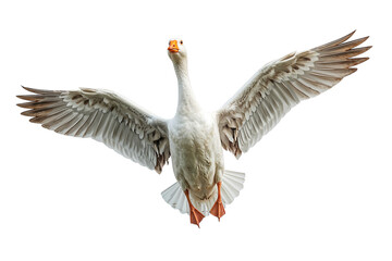 Fototapeta premium A majestic goose soars with powerful wings on a determined journey a symbol of freedom and on transparent background