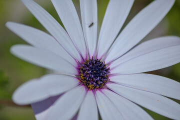 white daisy flower