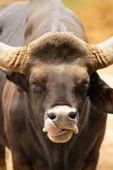 Closeup of face to face Indian gaur with solid horns with tongue licking