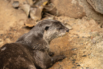otter on the rock