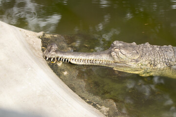 Crocodile inside the water biting the concrete stone