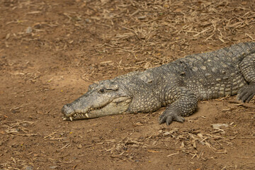Crocodile isolated without water on the textured ground