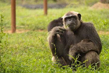 African Chimpanzee sitting relax and thinking about something by holding grass in the hand, fully black colored Chimpanzee