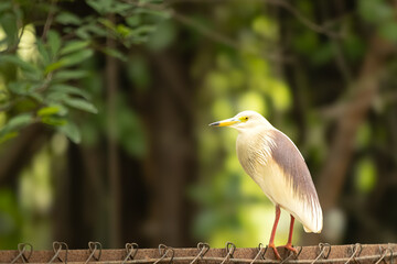 White and grey colored Indian pond heron spotted without pond or water