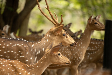 Group of deers together watching something that attracts them