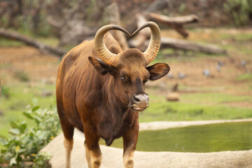 Big and heart shape horned Indian gaur new the small pond with the water