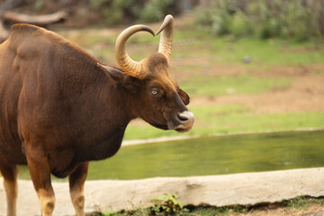 Big and heart shape horned Indian gaur new the small pond with the water