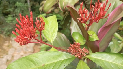 Close up of bouquet Beautiful Pink Orange Bunga Soka or Asoka or King Ixora flower chinensis...