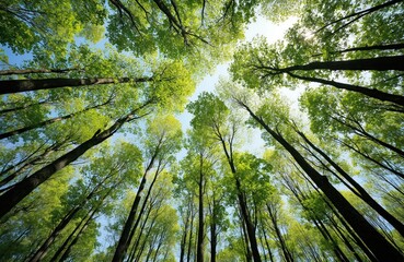Looking up through vibrant green trees towards clear blue sky signifies spring awakening. Tall trees reach skyward creating canopy effect. Natural scene evokes peace, tranquility, perfect for themes