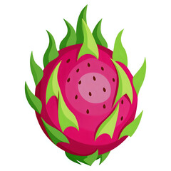 dragon fruit vector illustration white background