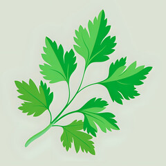 coriander leaves , vector illustration white background