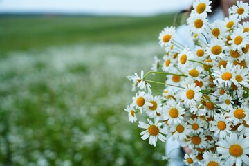 Close-up of daisies bouquet in womans hands, daisies glowing over soft meadow, daisies symbolizing...