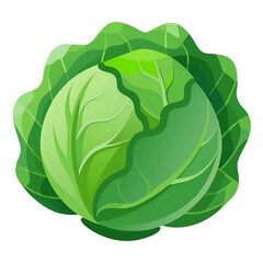 fresh green cabbage vector illustration white background