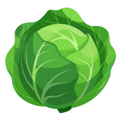 fresh green cabbage vector illustration white background