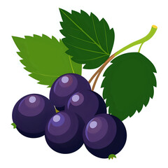 vector illustration grapes white background
