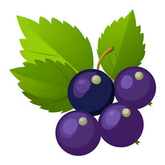 vector illustration grapes white background