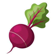 vector illustration red radish white background